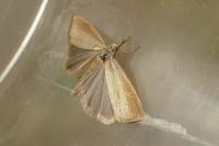 Agriphila straminella