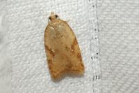 Acleris ferrugana/notana