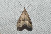 Schrankia taenialis