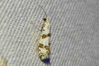 Scythropia crataegella