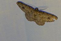 Ectropis crepuscularia