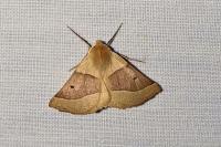 Crocallis elinguaria