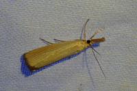 Agriphila straminella