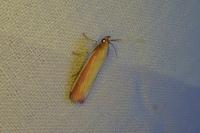 Oncocera semirubella