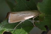 Agriphila straminella