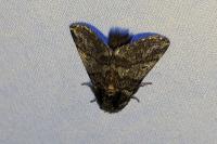 Thaumetopoea processionea