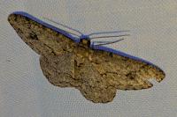 Ectropis crepuscularia