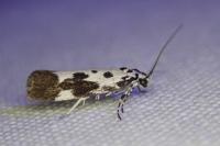 Ethmia quadrillella
