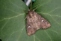 Mesapamea secalella/secalis