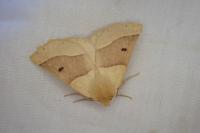 Crocallis elinguaria