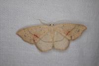 Cyclophora punctaria
