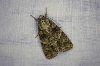 Acronicta rumicis