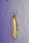 Crambus pascuella