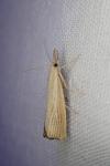 Agriphila straminella
