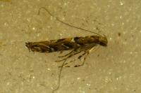 Acrocercops brongniardella