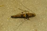 Acrocercops brongniardella