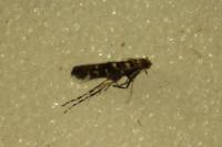 Parectopa ononidis
