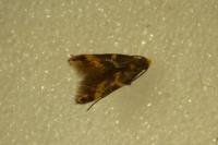 Oinophila v-flavum
