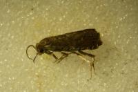 Grapholita molesta