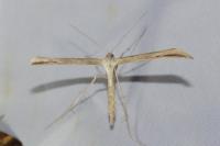 Emmelina argoteles/monodactyla