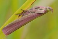 Oncocera semirubella