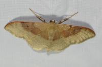 Idaea degeneraria