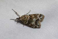 Eudonia mercurella