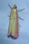 Oncocera semirubella