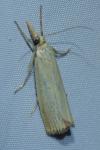 Agriphila straminella