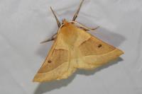 Crocallis elinguaria