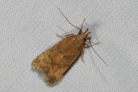 Helcystogramma lutatella