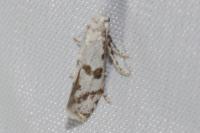 Scythropia crataegella