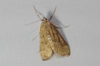 Parapoynx stratiotata