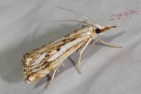 Catoptria falsella