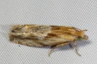Eucosma cana