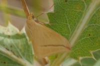 Rhodometra sacraria