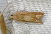 Eucosma conterminana