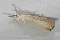 Chrysoteuchia culmella