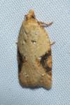 Acleris ferrugana/notana