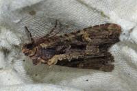 Mesapamea secalella/secalis