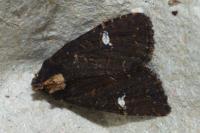 Mesapamea secalella/secalis