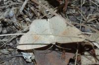 Cyclophora punctaria