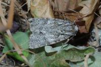 Acronicta rumicis