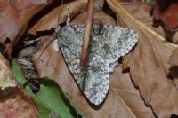 Acronicta megacephala