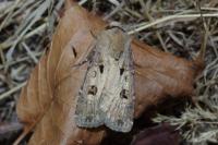 Agrotis exclamationis