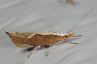 Ypsolopha dentella