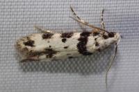 Pseudotelphusa scalella