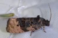 Metendothenia atropunctana