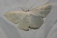 Cabera exanthemata