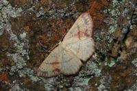 Cyclophora punctaria